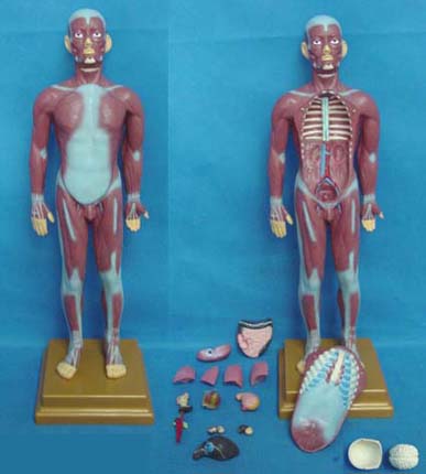 康人 人體全身肌肉附內(nèi)臟模型 KAR/11301-2 康人 人體全身肌肉附內(nèi)臟模型 KAR/11301-2