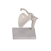  肩關節(jié)模型KAR/11201-1  