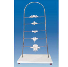  寰、樞、頸、胸、腰椎模型KAR/11136  