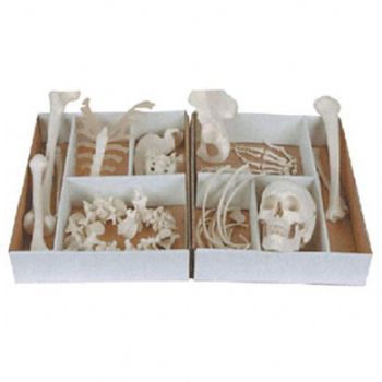 康人未組裝全身散骨模型KAR/11103