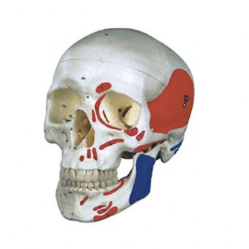 成人頭顱骨肌肉著色模型KAR/11111-2