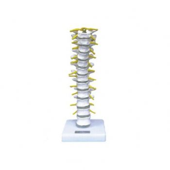  胸椎模型KAR/11108  