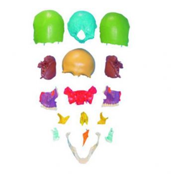 分離頭顱骨散骨著色模型KAR/11117-1