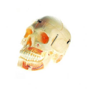成人頭顱骨附血管神經(jīng)模型KAR/11113