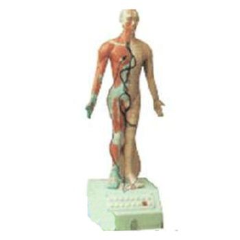 電動語言十四針灸模型高85cm