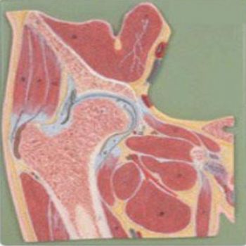 膝關(guān)節(jié)剖面模型KAR/11206