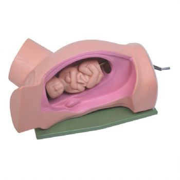 分娩機(jī)轉(zhuǎn)示教模型KAR/5