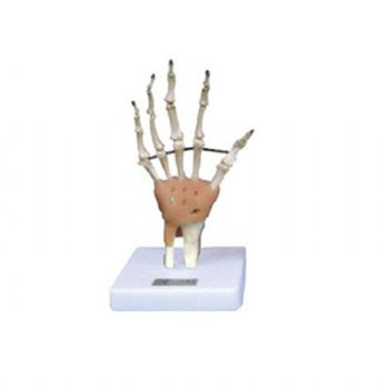 手關(guān)節(jié)功能模型KAR/11209-3