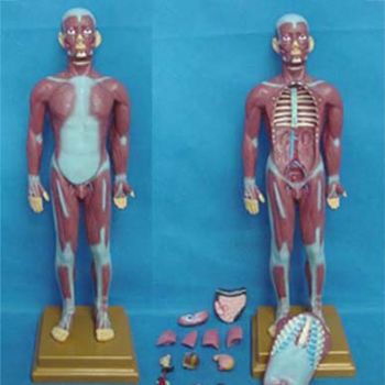 康人人體全身肌肉附內(nèi)臟模型KAR/11301-2