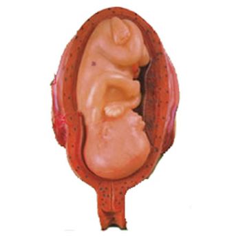 中弘高級(jí)妊娠胚胎發(fā)育過程模型ZH-32008