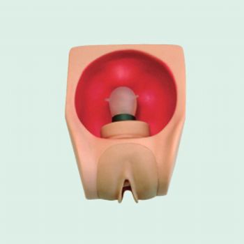 女性避孕練習(xí)模型BIX-F9B