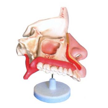 益聯(lián)鼻腔解剖模型M2048
