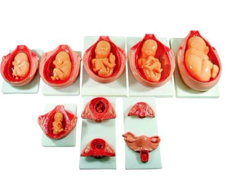 高級胎兒妊娠發(fā)育過程模型XC-414