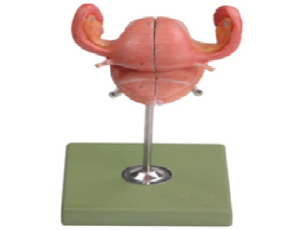 子宮解剖模型KAR/15109