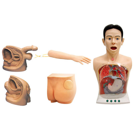 新型基礎(chǔ)護(hù)理實(shí)習(xí)操作模型(五部件)KAS-17