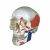 成人頭顱骨肌肉著色模型KAR/11111-2