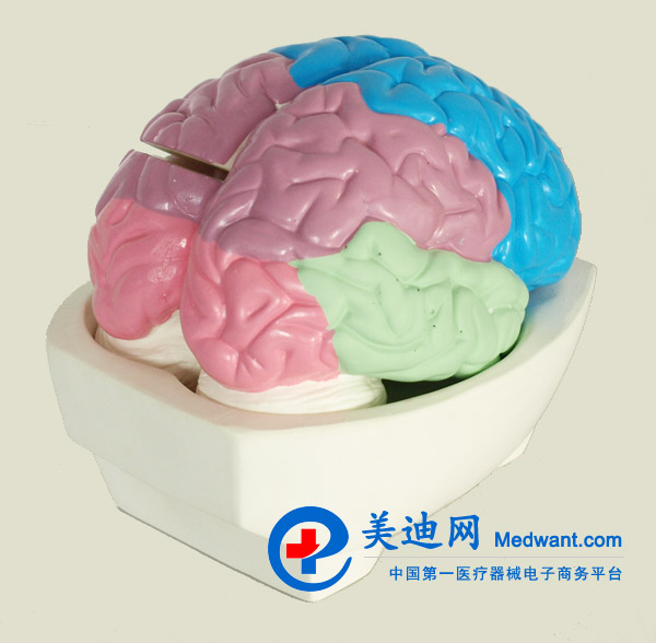 益聯(lián) 大腦分葉模型 M/1226 益聯(lián) 大腦分葉模型 M/1226