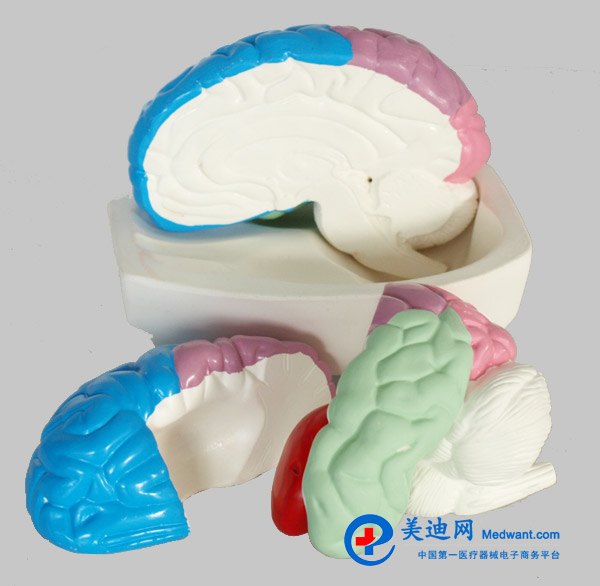 益聯(lián) 大腦分葉模型 M/1226 益聯(lián) 大腦分葉模型 M/1226