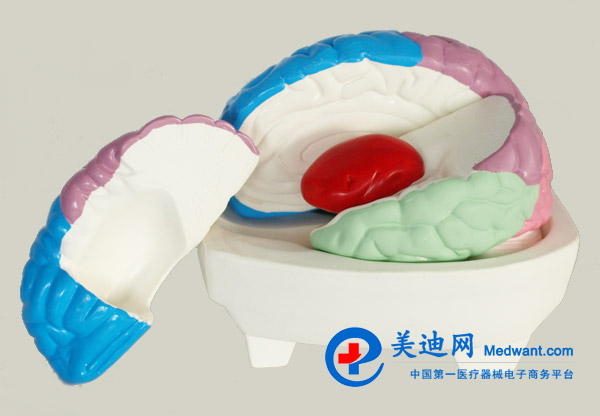 益聯(lián) 大腦分葉模型 M/1226 益聯(lián) 大腦分葉模型 M/1226