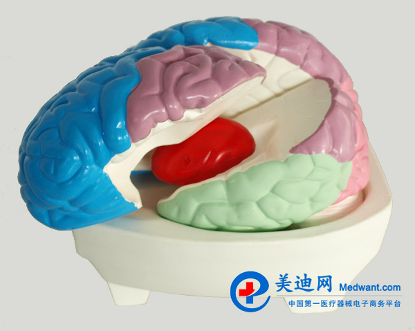 益聯(lián) 大腦分葉模型 M/1226 益聯(lián) 大腦分葉模型 M/1226