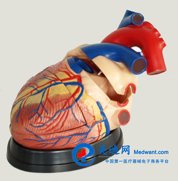 益聯(lián) 心臟放大模型 M307 益聯(lián) 心臟放大模型 M307