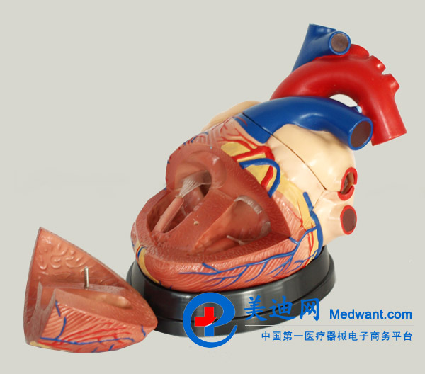 益聯(lián) 心臟放大模型 M307 益聯(lián) 心臟放大模型 M307