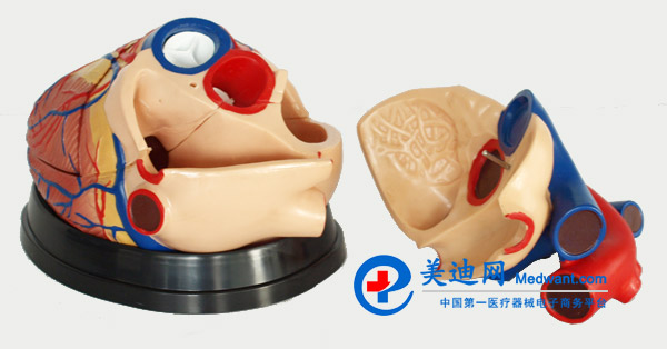 益聯(lián) 心臟放大模型 M307 益聯(lián) 心臟放大模型 M307