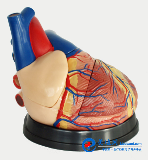 益聯(lián) 心臟放大模型 M307 益聯(lián) 心臟放大模型 M307