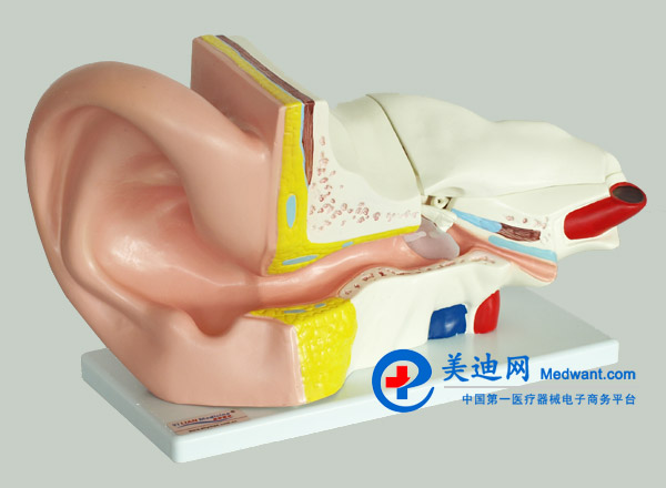 益聯(lián) 耳結(jié)構(gòu)放大模型 YLM2090 益聯(lián) 耳結(jié)構(gòu)放大模型 YLM2090